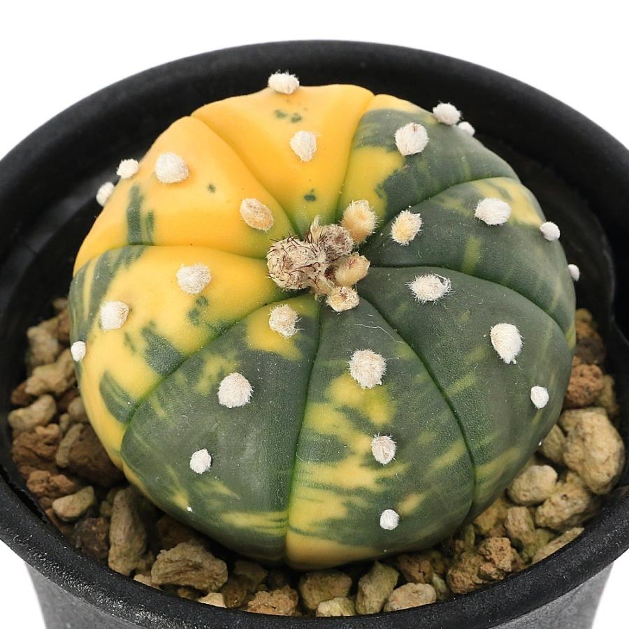 観葉植物）一点物 サボテン アストロフィツム 瑠璃兜錦 NO．1 3号（1