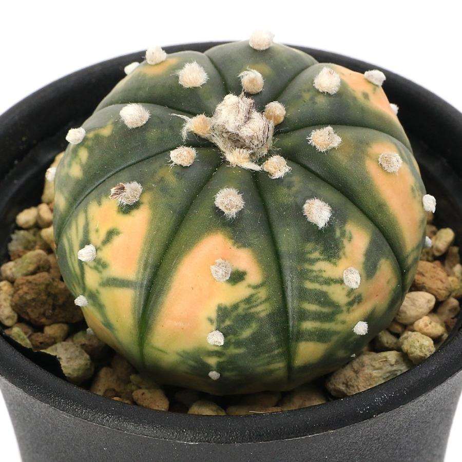 アストロフィツム 瑠璃兜錦