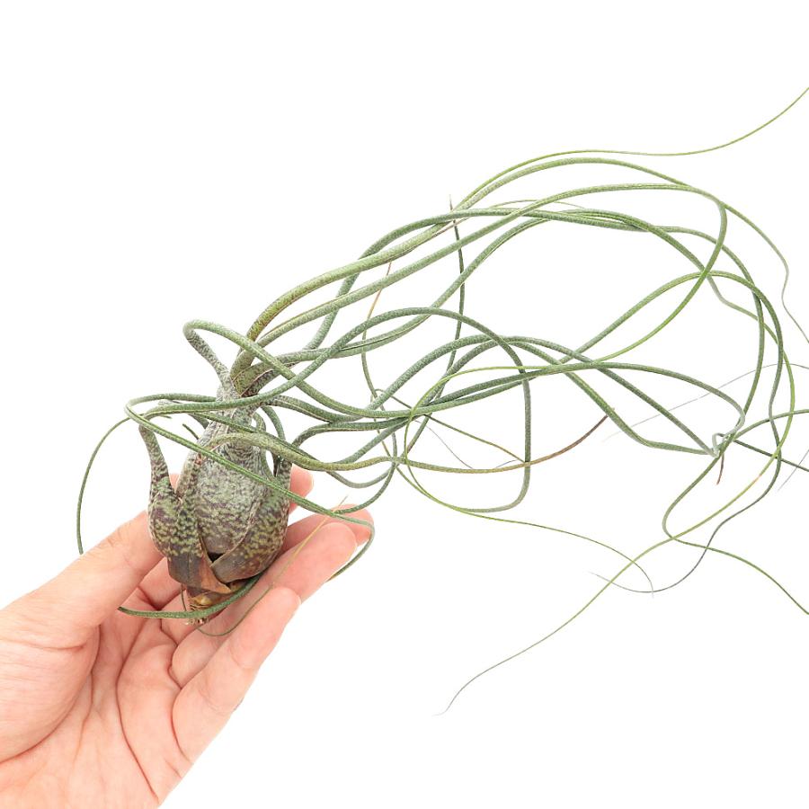 観葉植物）エアープランツ チランジア ブッツィー XLサイズ（1株