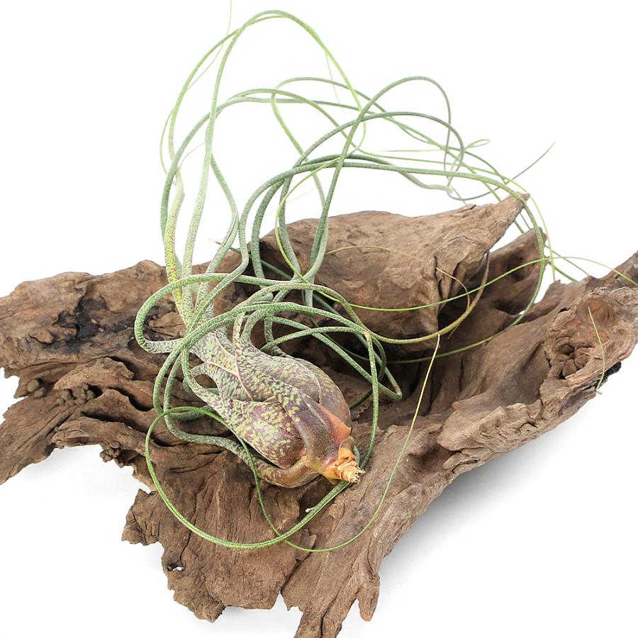 観葉植物）エアープランツ チランジア ブッツィー XLサイズ（1株