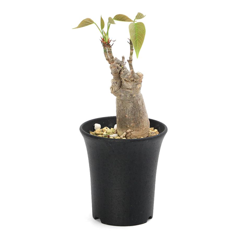 多肉植物）一点物 プセウドボンバックス エリプティクム 3号（1鉢