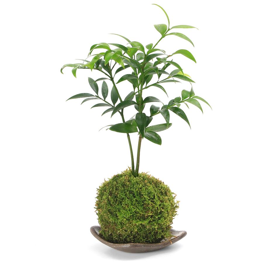 観葉植物）苔玉皿付き！苔玉 ナギ（1個） 益子焼 刷毛目 : チャーム
