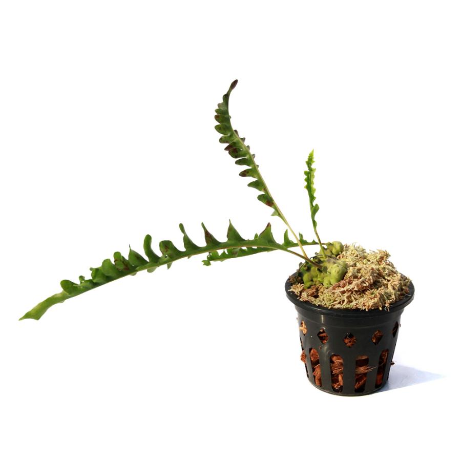 観葉植物）レカノプテリス ルゾネンシス（アリノスシダ） Quezon