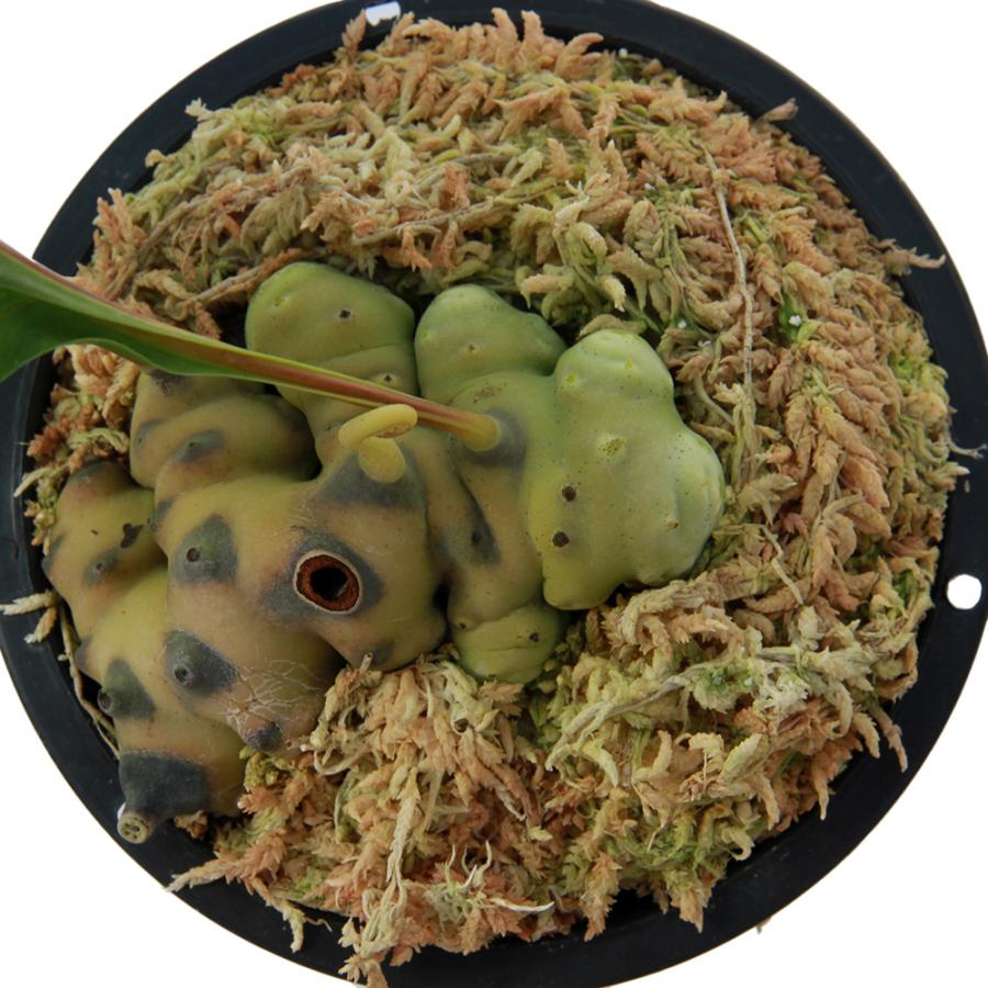 観葉植物）レカノプテリス ルゾネンシス（アリノスシダ
