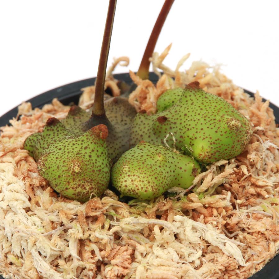 観葉植物）レカノプテリス タツタ（アリノスシダ）（1鉢） : チャーム