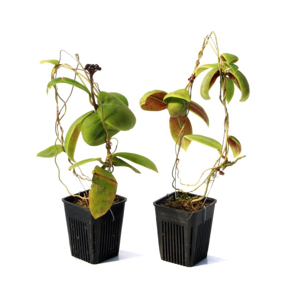 観葉植物)ホヤ ダーウィニー Nueva Vizcaya 観葉植物)ホヤ ダーウィニー Nueva Vizcaya