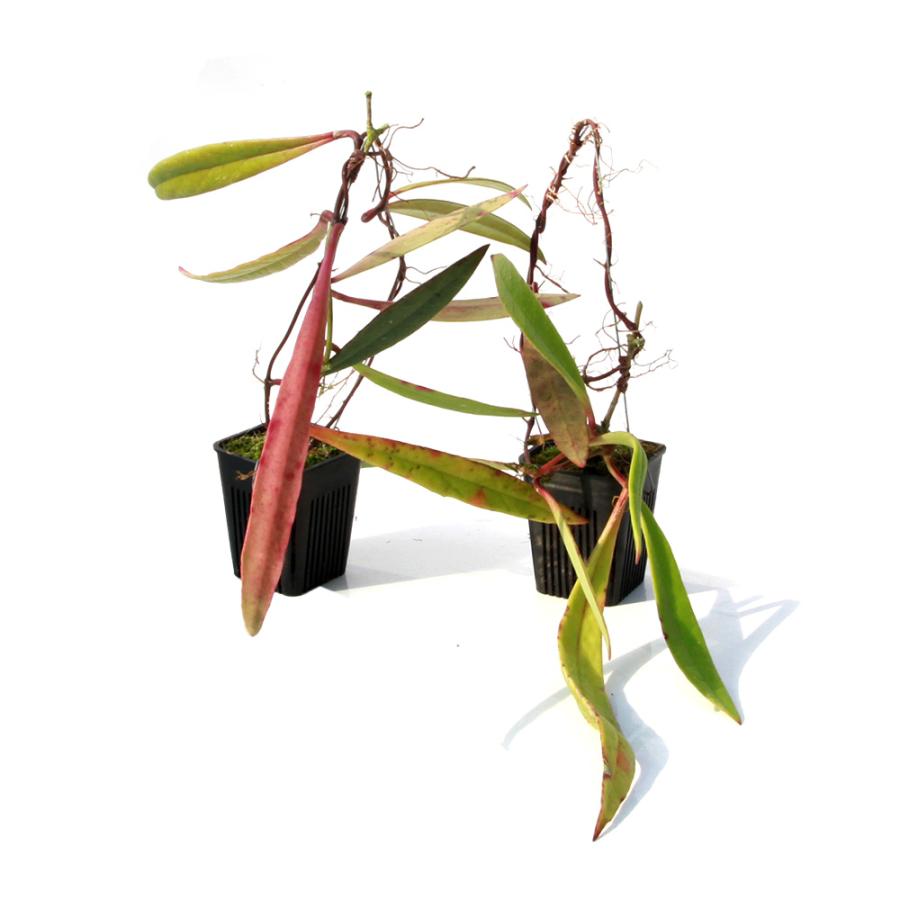 観葉植物）ホヤ スラウェシアナ Mamasa， West