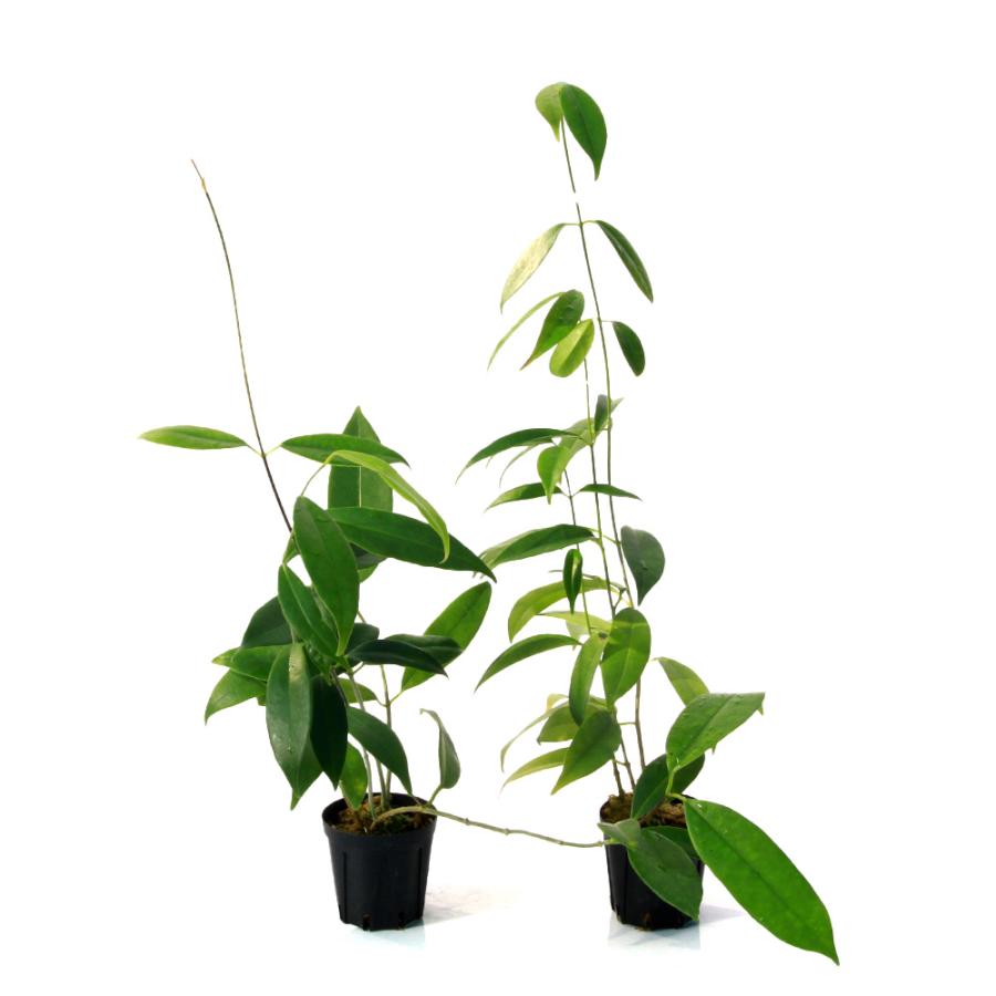 KN ホヤ(サクララン属） ラウテルバチー（HOYA LAUTERBACHII） 0.8M