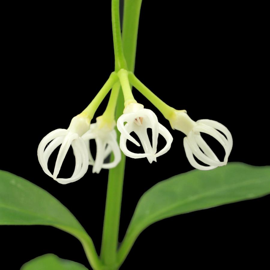 観葉植物）ホヤ デシプラエ Bengkulu， Sumatra（1