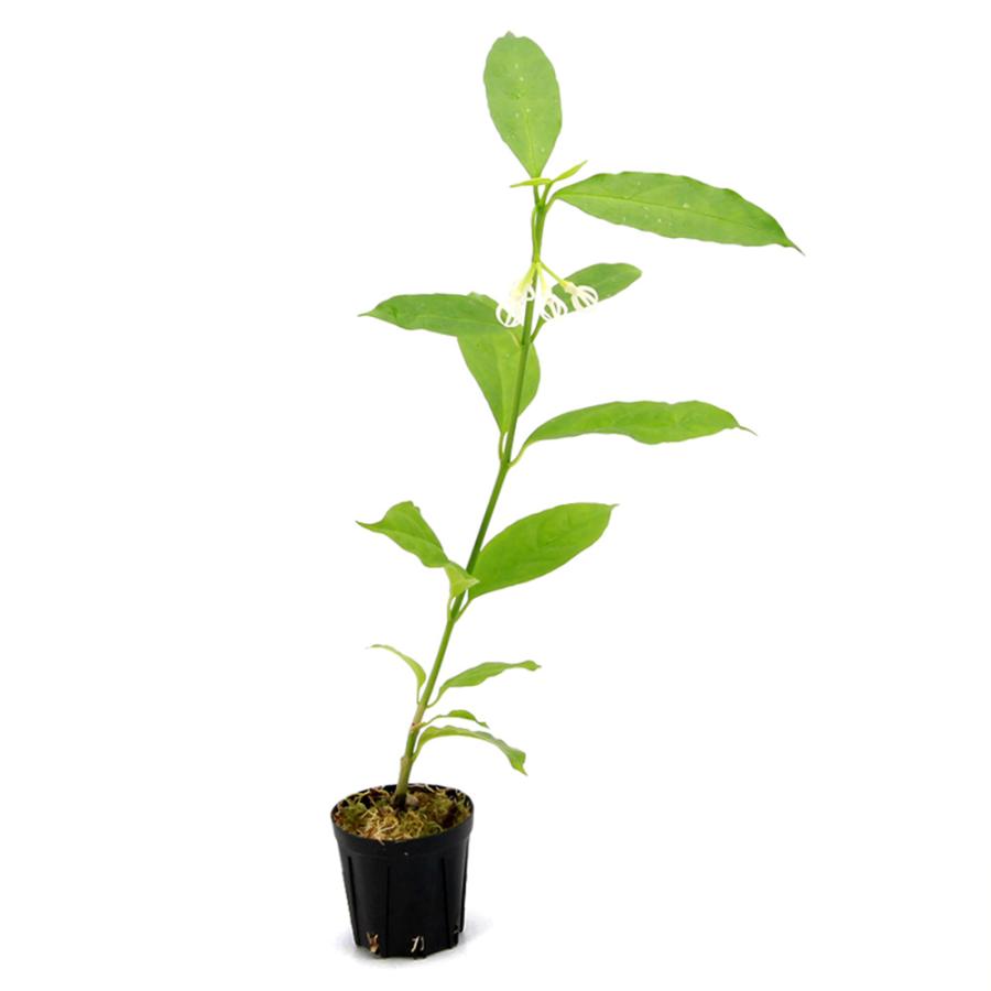 観葉植物）ホヤ デシプラエ Bengkulu， Sumatra（1