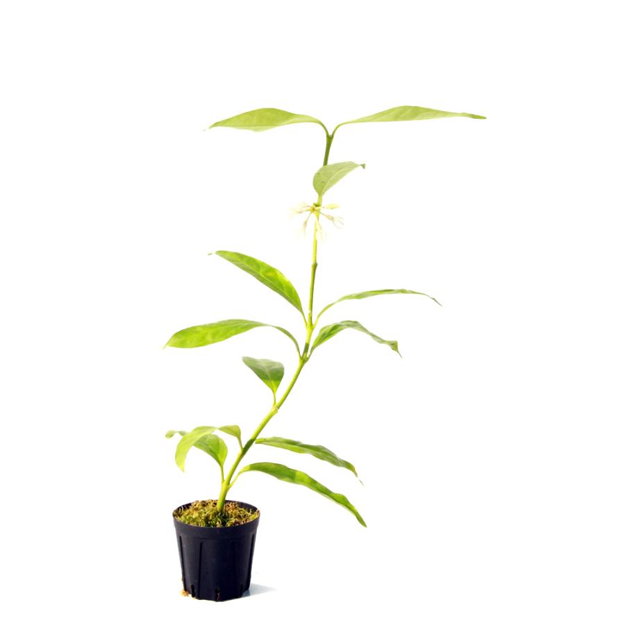 ゆ*ん様 416 ホヤHoya decipulae Bengkulu.Suma