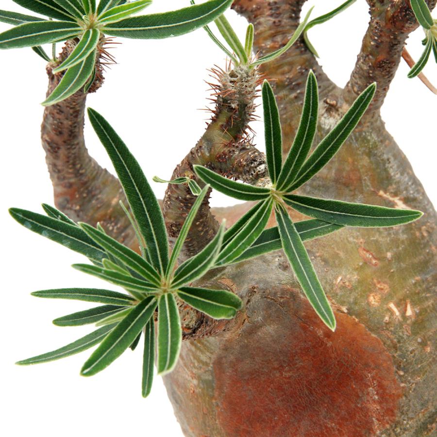 観葉植物)一点物 パキポディウム グラキリス 現地株 発根済み 観葉植物)一点物 パキポディウム グラキリス 現地株 発根済み