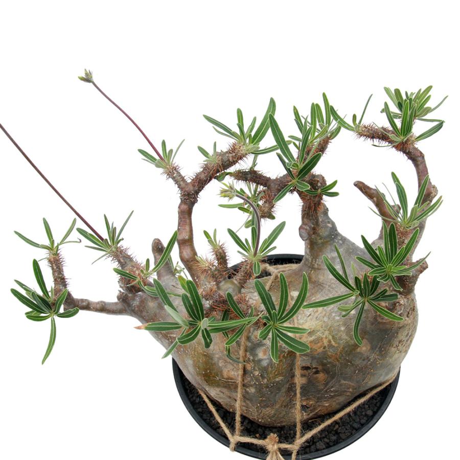 観葉植物)一点物 パキポディウム グラキリス 現地株 発根管理中 観葉植物)一点物 パキポディウム グラキリス 現地株 発根管理中