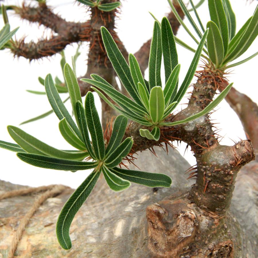 観葉植物)一点物 パキポディウム グラキリス 現地株 発根管理中 観葉植物)一点物 パキポディウム グラキリス 現地株 発根管理中