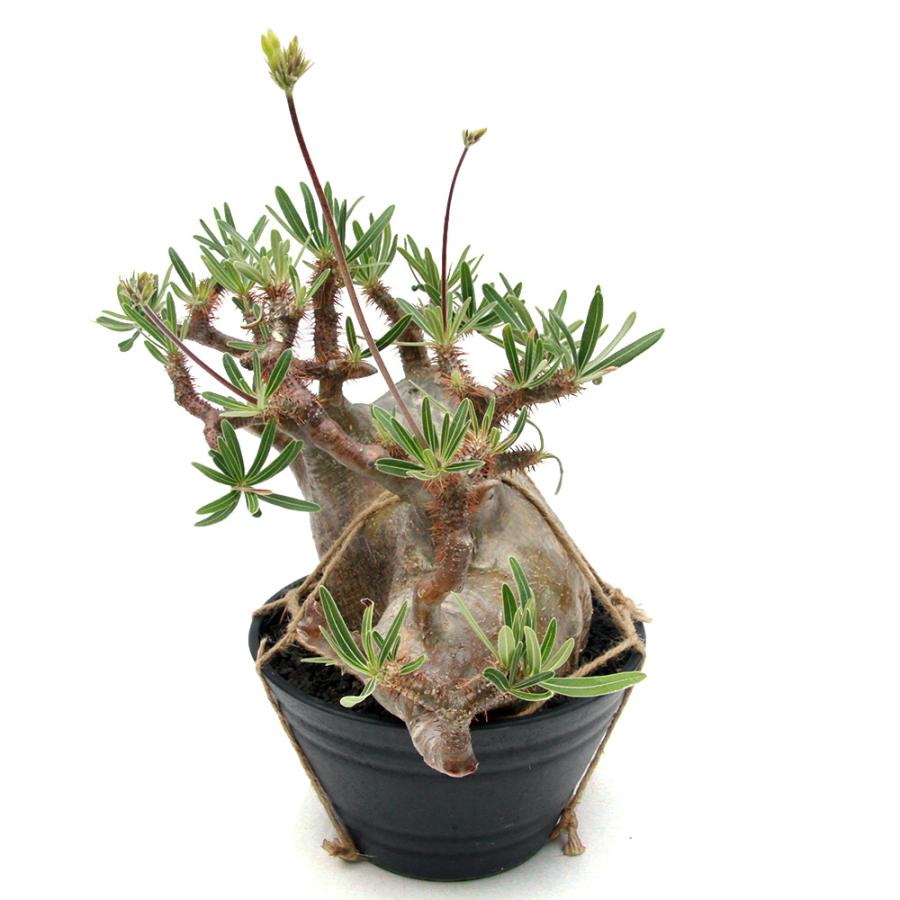 観葉植物)一点物 パキポディウム グラキリス 現地株 発根管理中 観葉植物)一点物 パキポディウム グラキリス 現地株 発根管理中