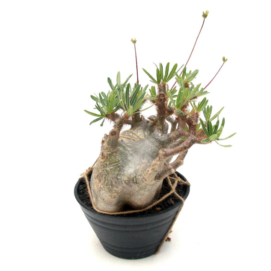 観葉植物)一点物 パキポディウム グラキリス 現地株 発根管理中 観葉植物)一点物 パキポディウム グラキリス 現地株 発根管理中