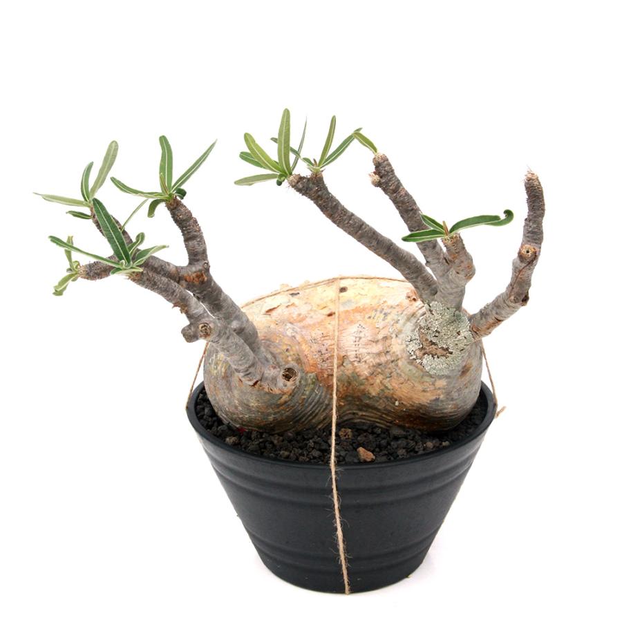 観葉植物)一点物 パキポディウム グラキリス 現地株 発根管理中 観葉植物)一点物 パキポディウム グラキリス 現地株 発根管理中