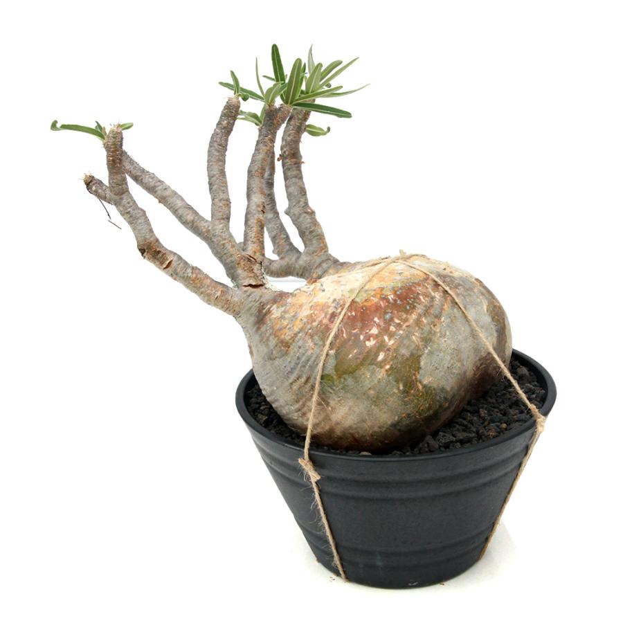 観葉植物）一点物 パキポディウム グラキリス 現地株 発根管理中 7号  