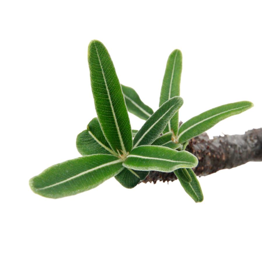 観葉植物)一点物 パキポディウム グラキリス 現地株 発根済み 観葉植物)一点物 パキポディウム グラキリス 現地株 発根済み