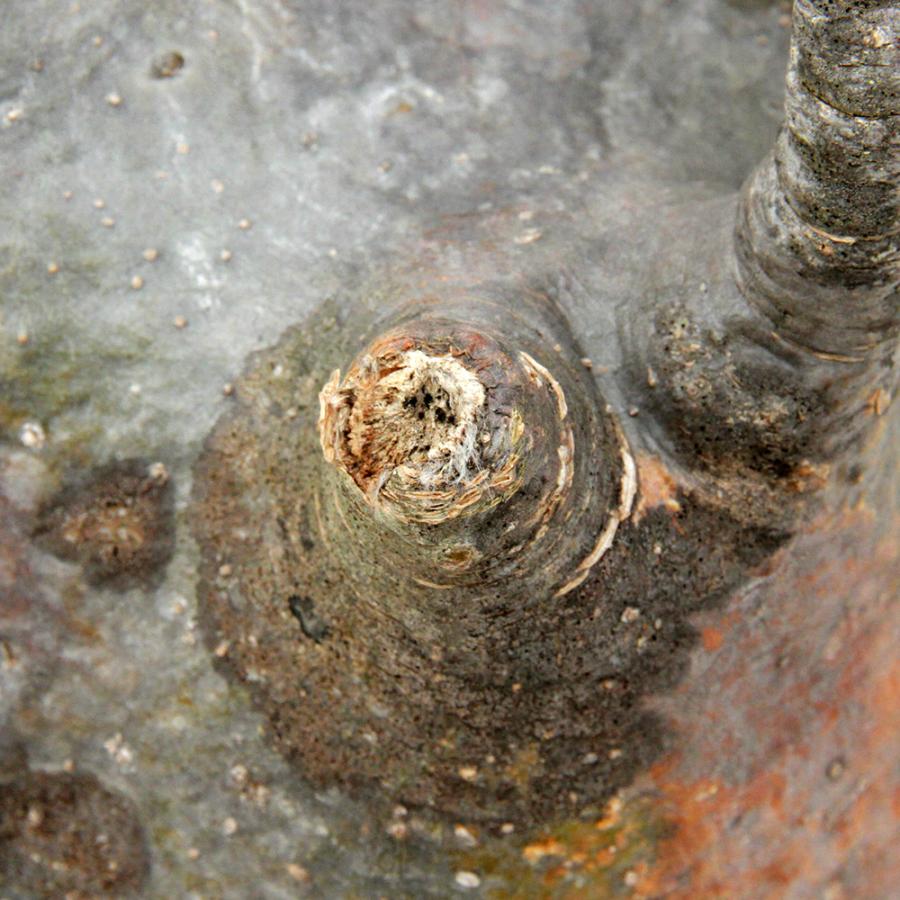 観葉植物)一点物 パキポディウム グラキリス 現地株 発根済み 観葉植物)一点物 パキポディウム グラキリス 現地株 発根済み
