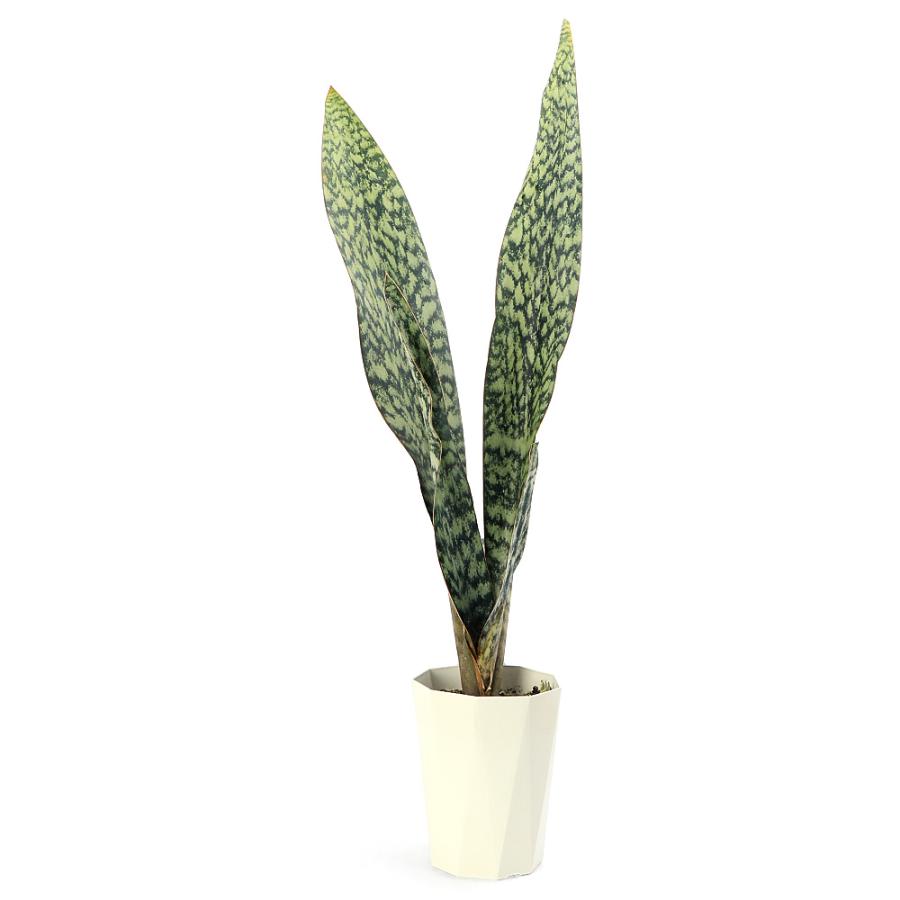 多肉植物）サンスベリア アブリティアナ 6号（1鉢） : チャーム