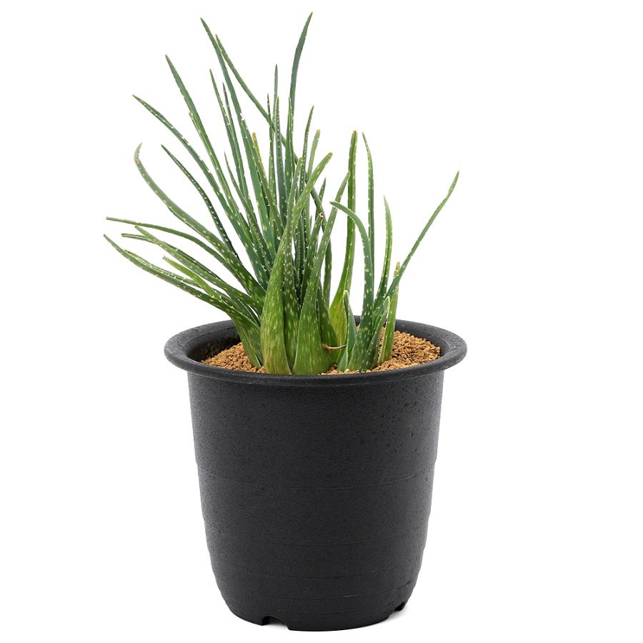 多肉植物）アロエ ボウィエア 3号（1ポット） : チャーム charm