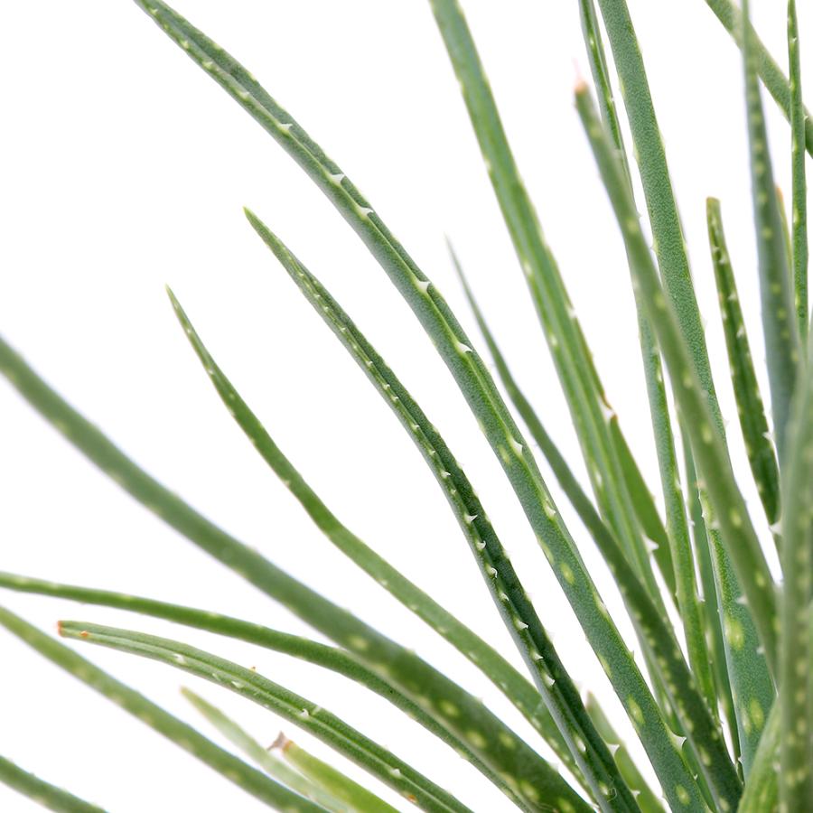 多肉植物）アロエ ボウィエア 3号（1ポット） : チャーム charm