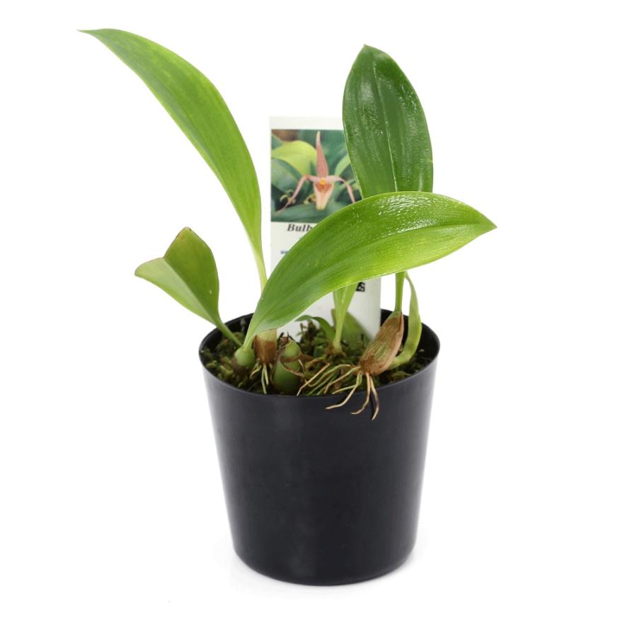 観葉植物）洋ラン バルボフィラム イヌクタム 3〜3．5号（1ポット