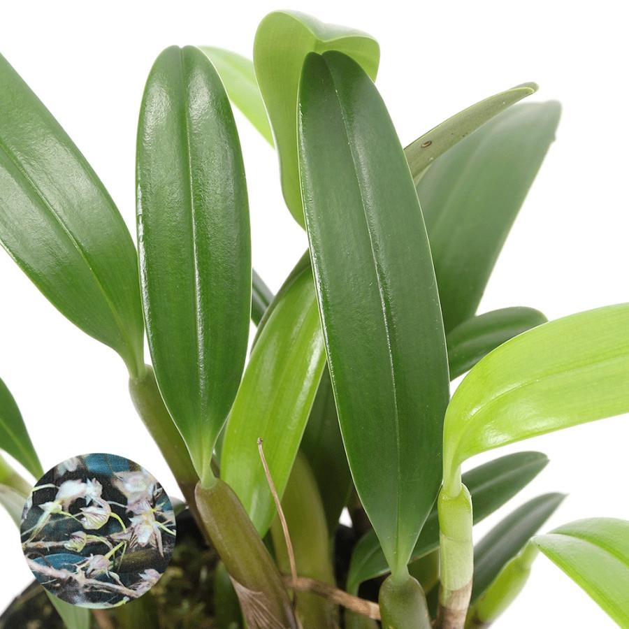 観葉植物）洋ラン バルボフィラム アンブロシア 3〜3．5号（1