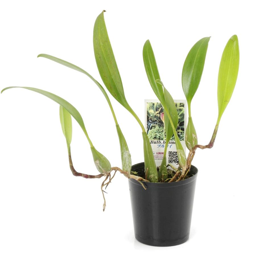 洋らん 洋蘭 原種 バルボフィラム Bulb. moniliforme 観葉植物）洋ラン バルボフィラム ブルメイ 2．5号（1ポット