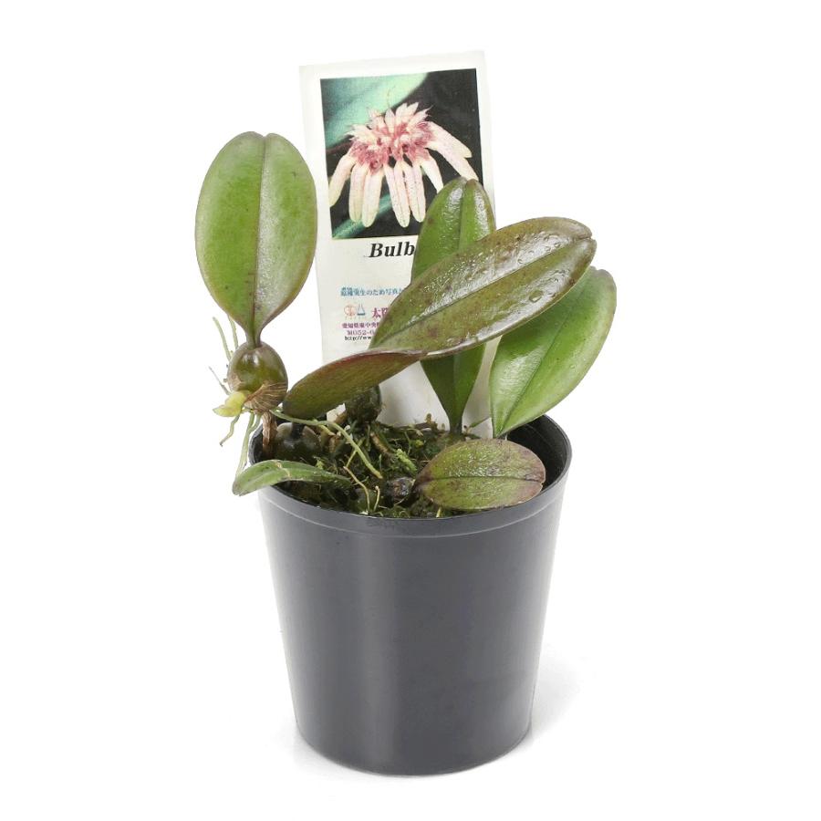 観葉植物）洋ラン バルボフィラムsp．20639 2．5号（1ポット