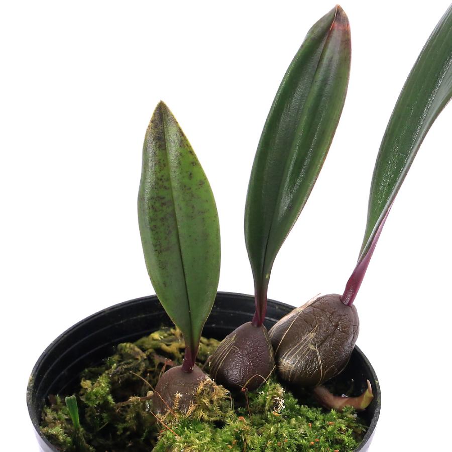 観葉植物）洋ラン バルボフィラム タイオラム オレンジタイプ 2．5