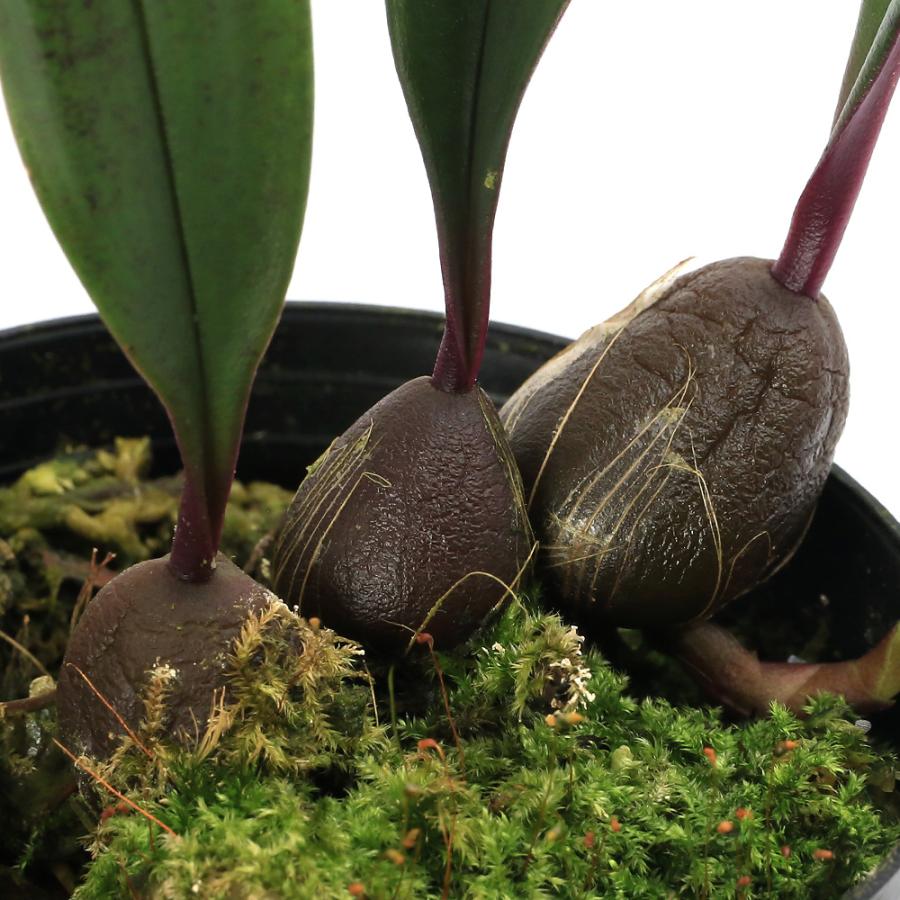 観葉植物）洋ラン バルボフィラム タイオラム オレンジタイプ 2．5