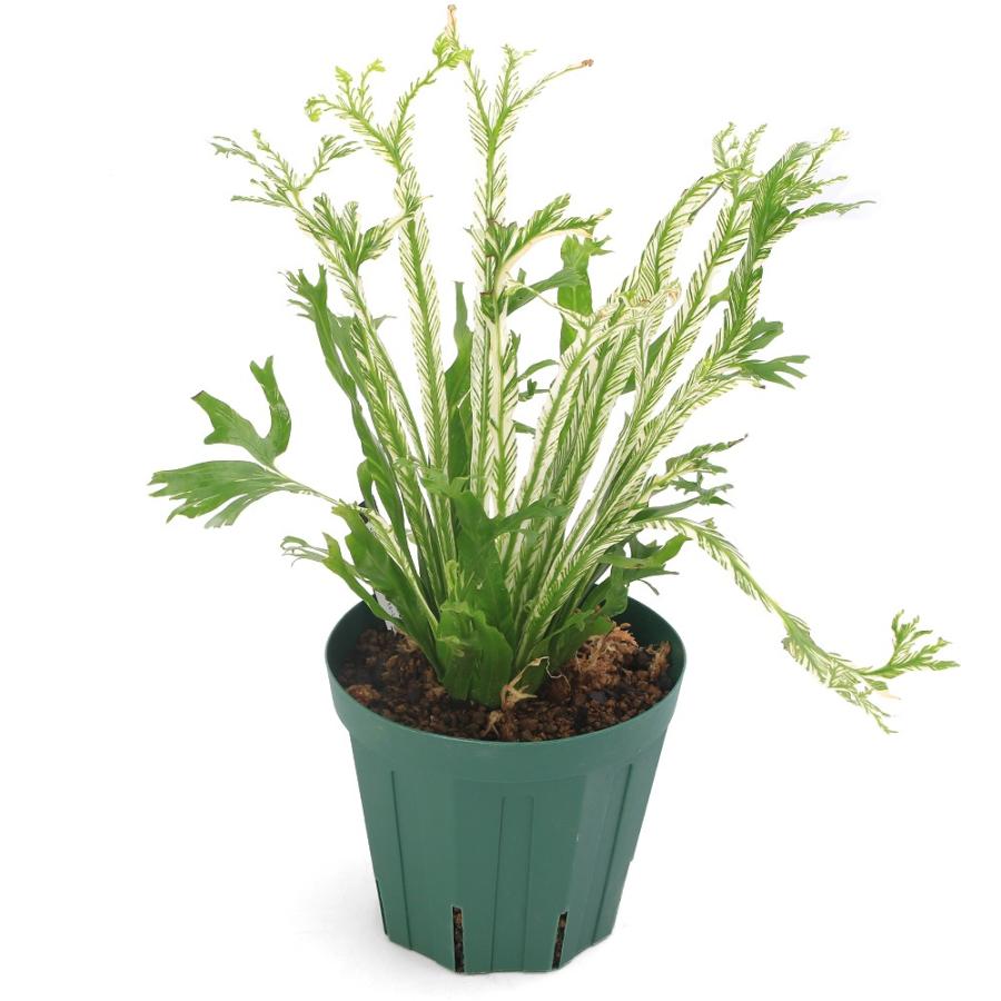 観葉植物）アスプレニウム オーストララシカム バリエガータ 4号（1