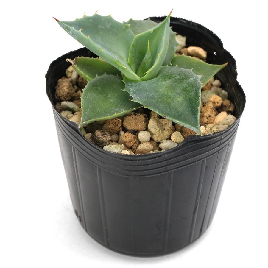 多肉植物）アガベ イシスメンシス 実生苗 2号（1ポット） : チャーム
