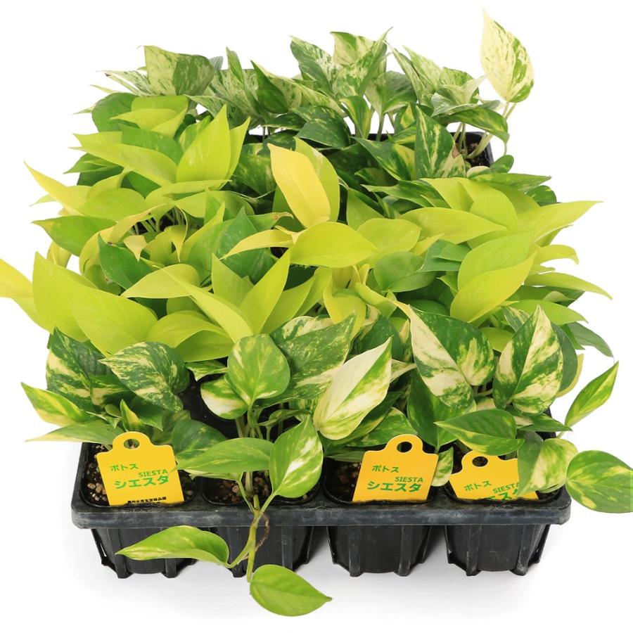 観葉植物）ポトス 品種おまかせ 3号（24ポット） : チャーム charm