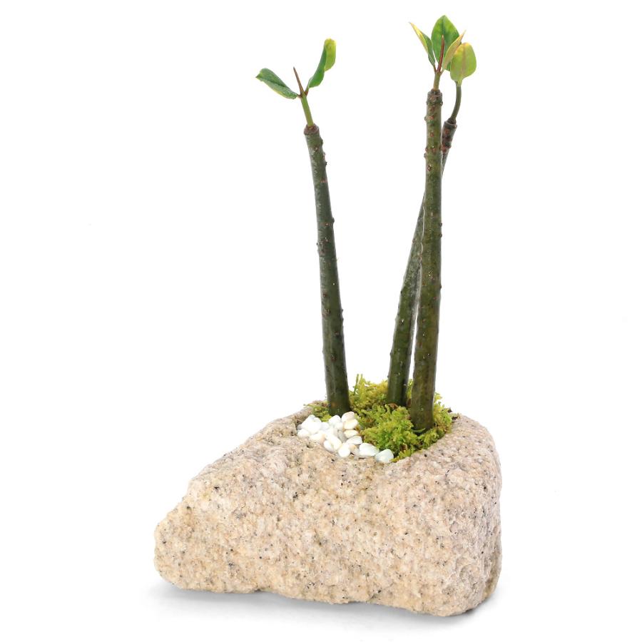 観葉植物）インテリア 苔盆栽 おまかせヒルギ 抗火石鉢植え Mサイズ