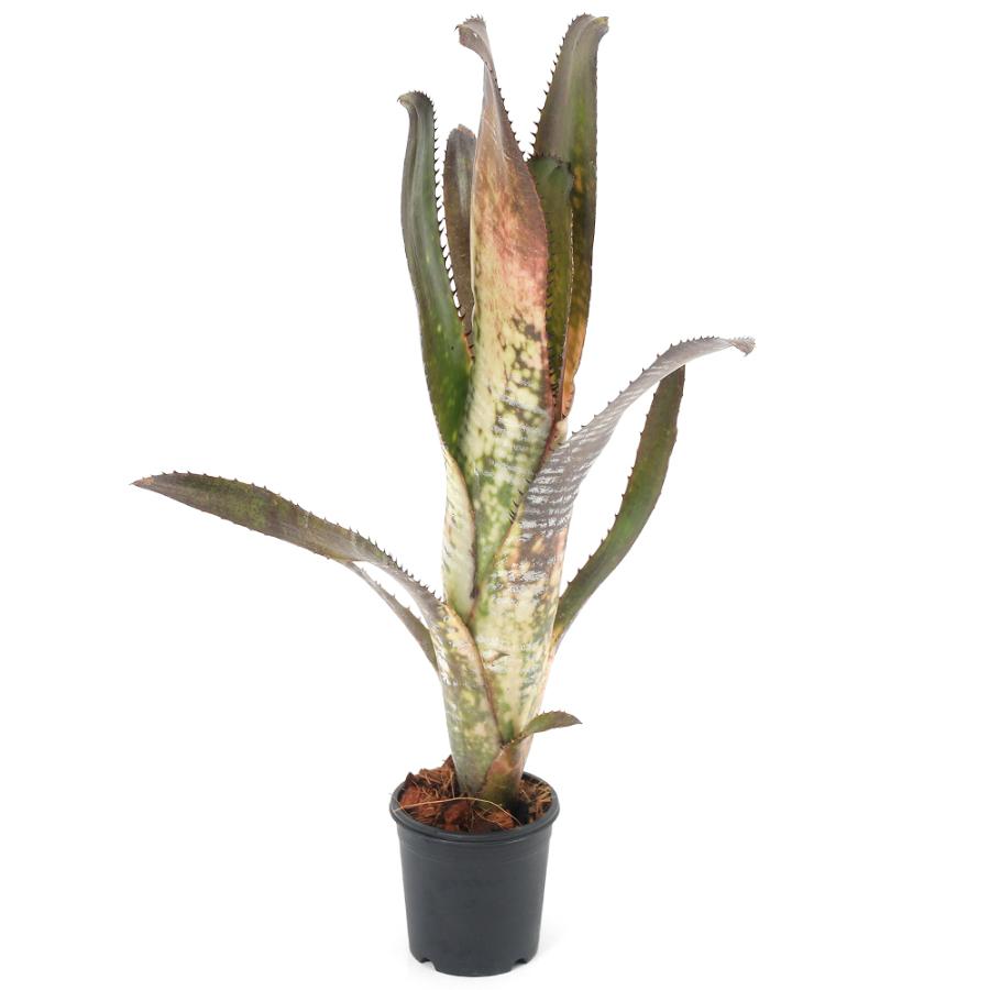 ビルベルギア ベリーブラスト 現品】ビルベルギア・ベリーブラスト