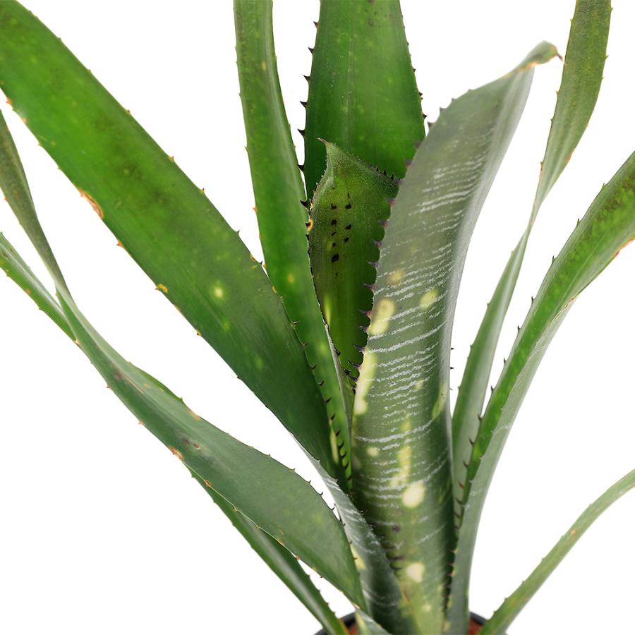 観葉植物）一点物 ビルベルギア ビッタータ 'ドミンゴス マーティンス