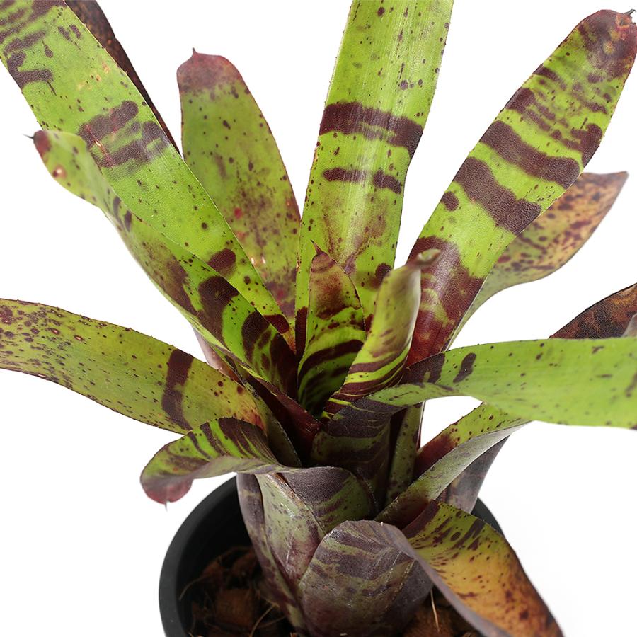 観葉植物）ネオレゲリア ブルーベリータイガー 3号（1株