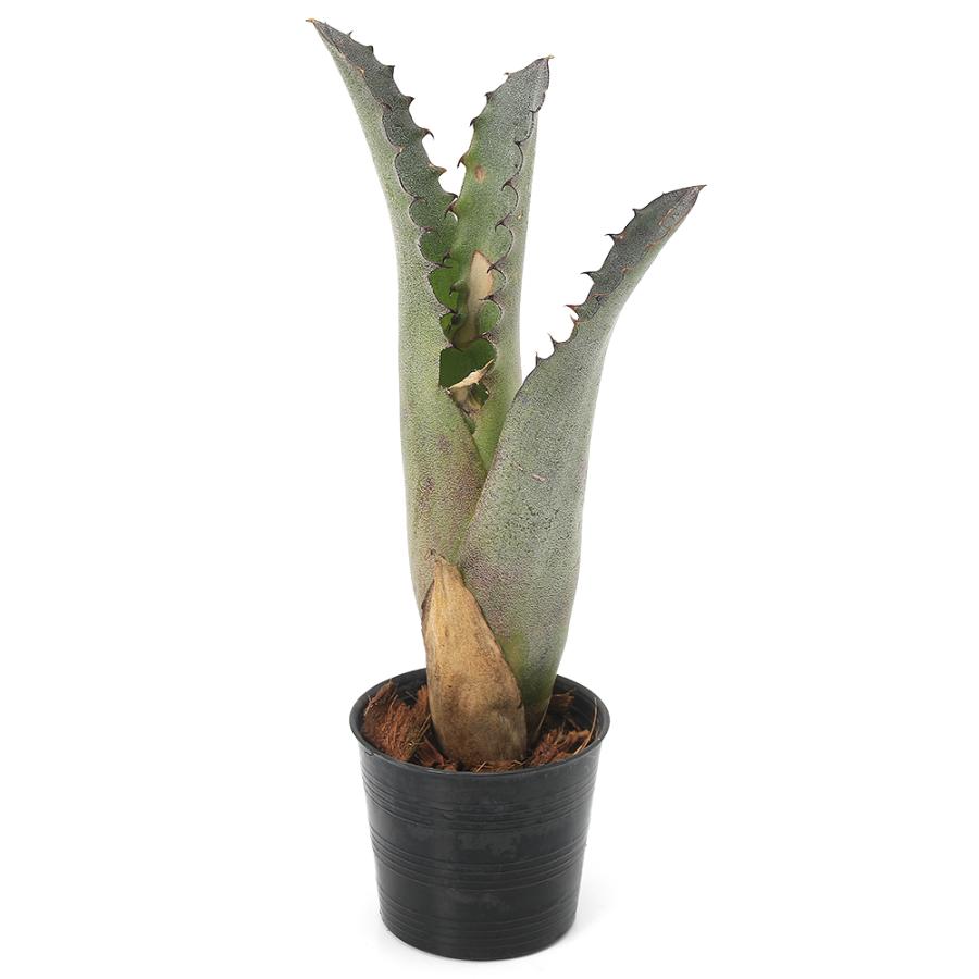 現品) ホヘンベルギア レオポルドホルスティ (No.62103) (観葉植物