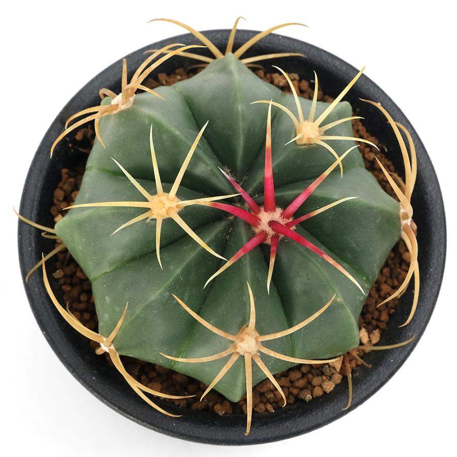 多肉植物）サボテン フェロカクタス 天城 3号（1鉢