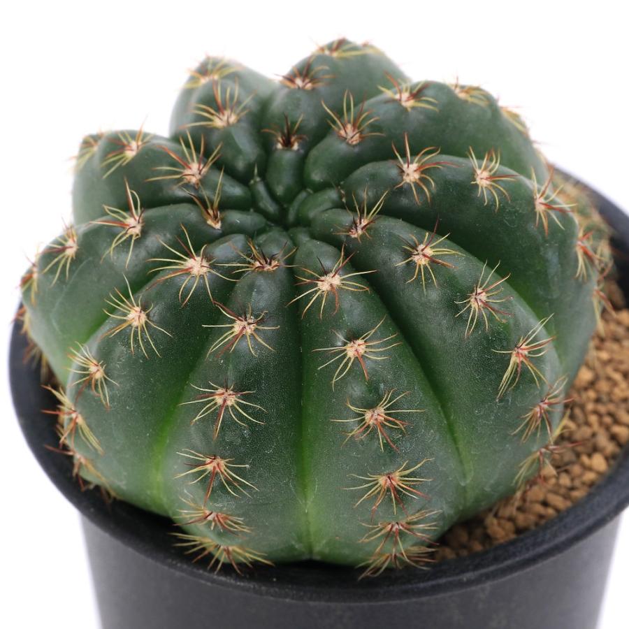 多肉植物）サボテン ノトカクタス 美青丸 3号（1鉢） : チャーム