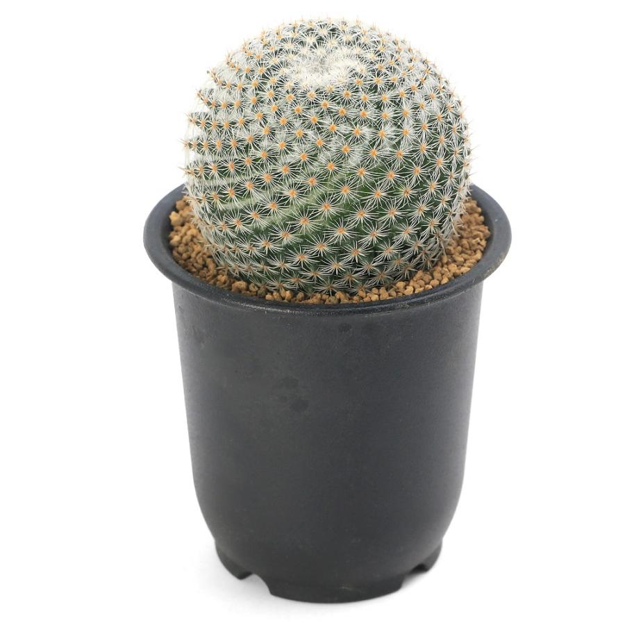 多肉植物）サボテン マミラリア 白玉殿 3号（1鉢） : チャーム charm