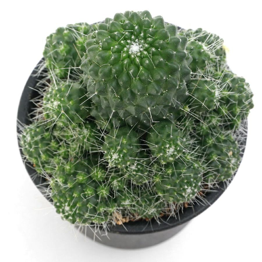 レアサボテンコレクション・マミラリア属・ピコモンストinわけけのお店 レアサボテンコレクション・マミラリア属・超長刺白竜丸inわけけ