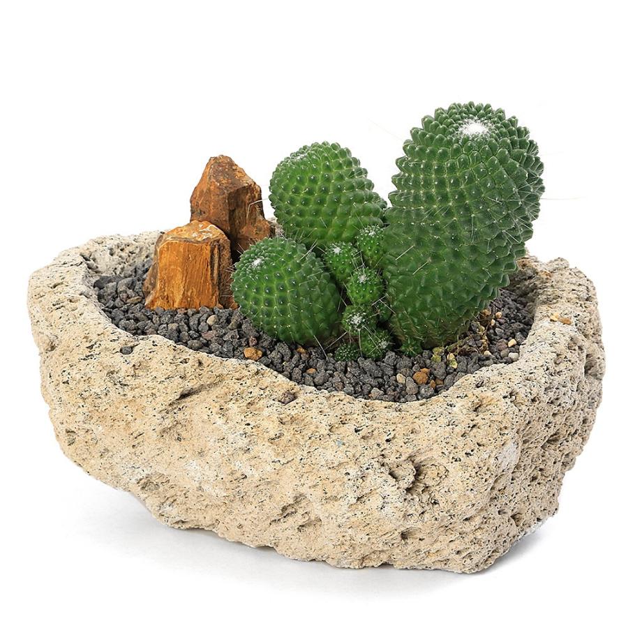 多肉植物）サボテン マミラリア マークシアナ 群生 白溶岩石植え S