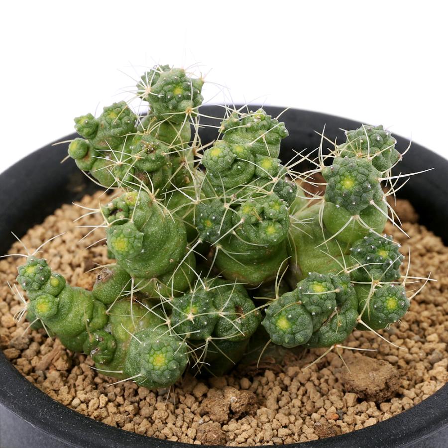 多肉植物）サボテン マミラリア エロンガータモンスト 3号（1鉢