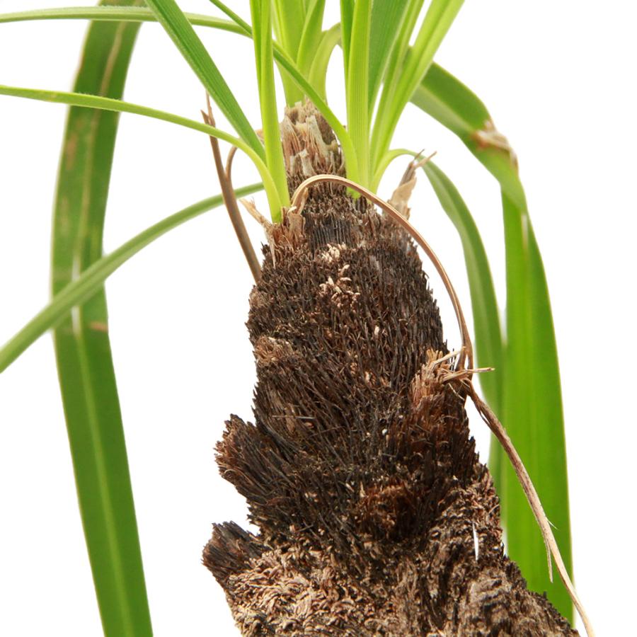 観葉植物）一点物 キセロフィタ レティネルビス 発根済 枯れ枝あり