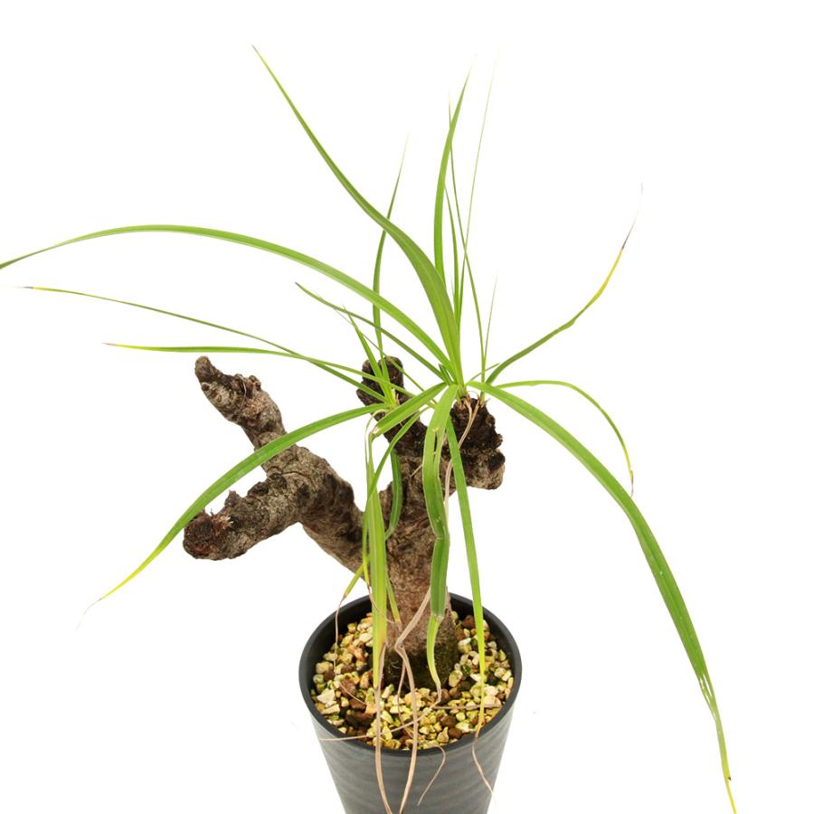 観葉植物）一点物 キセロフィタ レティネルビス 発根済 枯れ枝あり