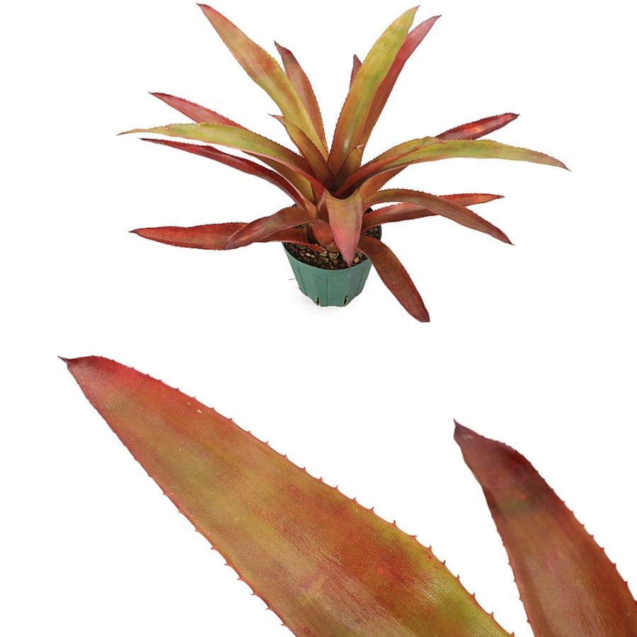 観葉植物）エクメア バーガンディ 4号（1鉢）タンクブロメリア